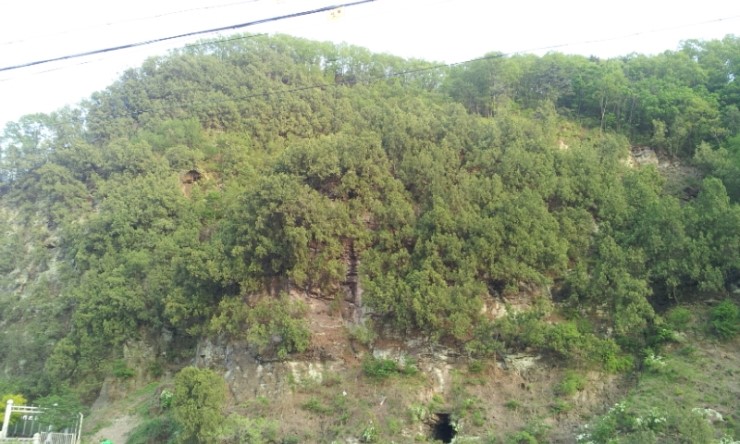 측백나무 숲