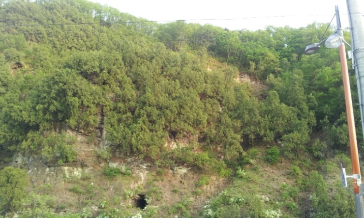 측백나무 숲